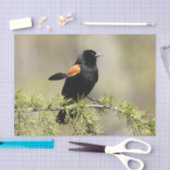 Red Winged Blackbird - Feather out Seidenpapier (Handwerk)