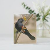 Red Winged Blackbird Foto Postkarte (Stehend Vorderseite)