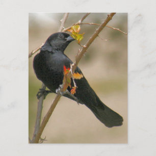 Red Winged Blackbird Foto Postkarte