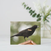 Red Winged Blackbird Foto Postkarte (Stehend Vorderseite)