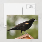 Red Winged Blackbird Foto Postkarte (Vorne/Hinten)