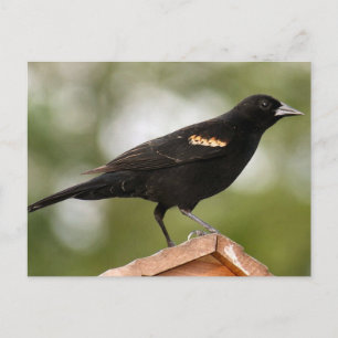 Red Winged Blackbird Foto Postkarte