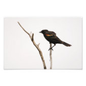 Red-Winged Blackbird Fotodruck (Vorne)