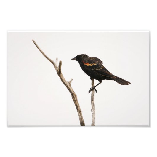 Red-Winged Blackbird Fotodruck (Vorne)