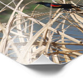 Red-Winged Blackbird Fotodruck (Ecke)