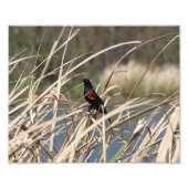 Red-Winged Blackbird Fotodruck (Vorne)
