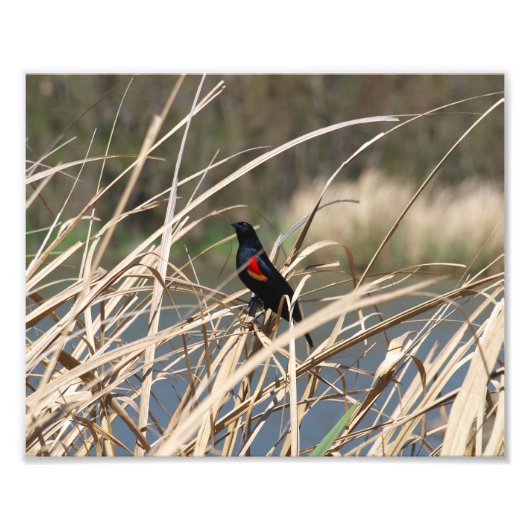 Red-Winged Blackbird Fotodruck (Vorne)
