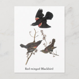 Red-Winged Blackbird, John Audubon Postkarte