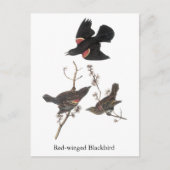 Red-Winged Blackbird, John Audubon Postkarte (Vorderseite)