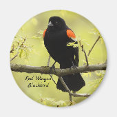 Red Winged Blackbird Magnet (Vorne)