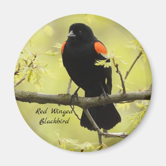 Red Winged Blackbird Magnet (Vorne)