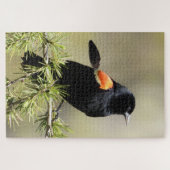 Red Winged Blackbird mit einer Feder außerhalb des Puzzle (Horizontal)
