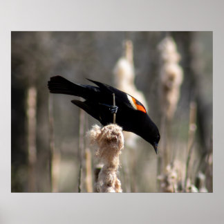 Red Winged Blackbird Poster