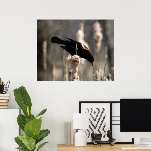 Red Winged Blackbird Poster (Heimbüro)