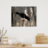 Red Winged Blackbird Poster (Küche)