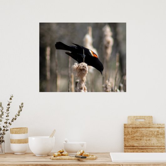 Red Winged Blackbird Poster (Küche)