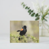 Red Winged Blackbird Postkarte (Stehend Vorderseite)