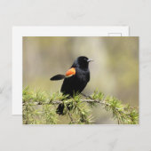 Red Winged Blackbird Postkarte (Vorne/Hinten)