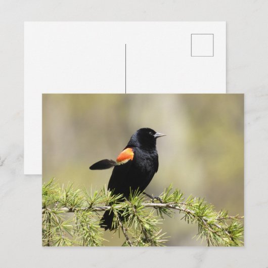 Red Winged Blackbird Postkarte (Vorne/Hinten)
