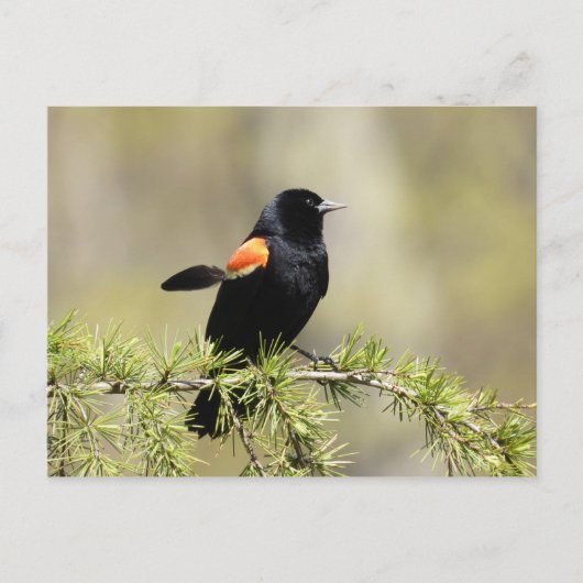 Red Winged Blackbird Postkarte (Vorderseite)