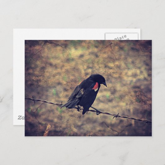 Red Winged Blackbird Postkarte (Vorne/Hinten)