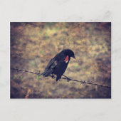 Red Winged Blackbird Postkarte (Vorderseite)