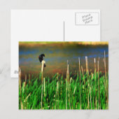Red Winged Blackbird Postkarte (Vorne/Hinten)