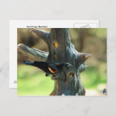 Red Winged Blackbird Postkarte (Vorne/Hinten)