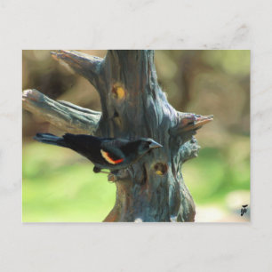 Red Winged Blackbird Postkarte