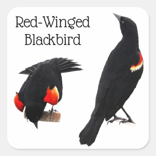 Red-Winged Blackbird Quadratischer Aufkleber (Vorderseite)