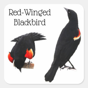 Red-Winged Blackbird Quadratischer Aufkleber
