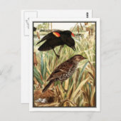 Red-Winged Blackbird - Robert Bruce Horsfall Postkarte (Vorne/Hinten)