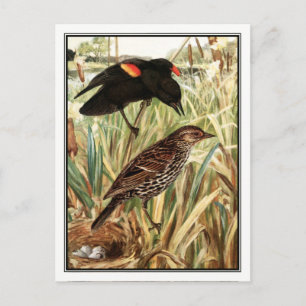 Red-Winged Blackbird - Robert Bruce Horsfall Postkarte