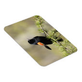 Red Winged BlackBird - Schlechter Haartag Magnet (Rechte Seite)