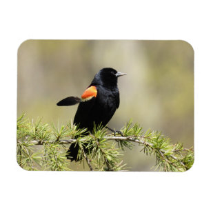 Red Winged BlackBird - Schlechter Haartag Magnet