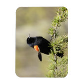 Red Winged BlackBird - Schlechter Haartag Magnet (Vertikal)