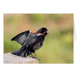 Red Winged Blackbird Singing