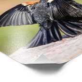 Red Winged Blackbird Singing Fotodruck (Ecke)