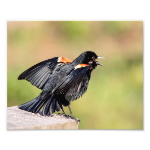 Red Winged Blackbird Singing Fotodruck