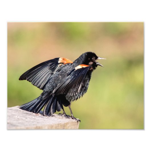 Red Winged Blackbird Singing Fotodruck (Vorne)