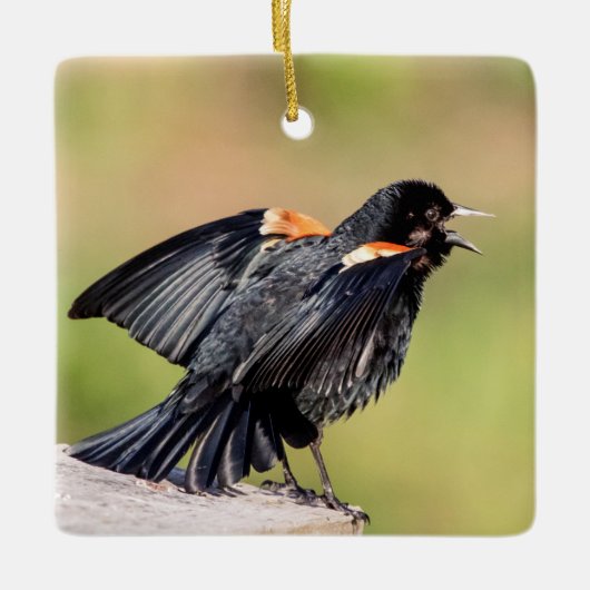 Red Winged Blackbird Singing Keramikornament (Vorderseite)