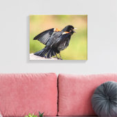 Red Winged Blackbird Singing Leinwanddruck (Insitu (Wohnzimmer))