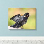 Red Winged Blackbird Singing Leinwanddruck (Insitu (Holzboden))