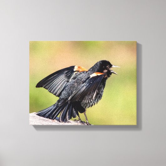 Red Winged Blackbird Singing Leinwanddruck (Vorderseite)