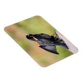 Red Winged Blackbird Singing Magnet (Rechte Seite)
