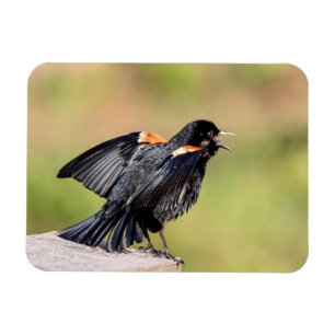 Red Winged Blackbird Singing Magnet
