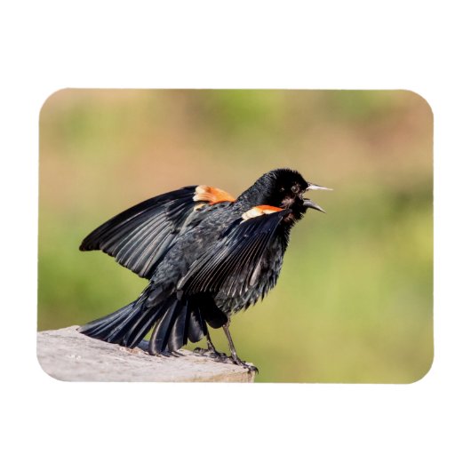 Red Winged Blackbird Singing Magnet (Horizontal)