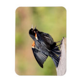 Red Winged Blackbird Singing Magnet (Vertikal)