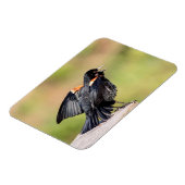 Red Winged Blackbird Singing Magnet (Linke Seite)
