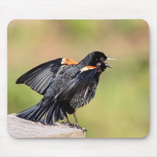 Red Winged Blackbird Singing Mousepad (Vorne)